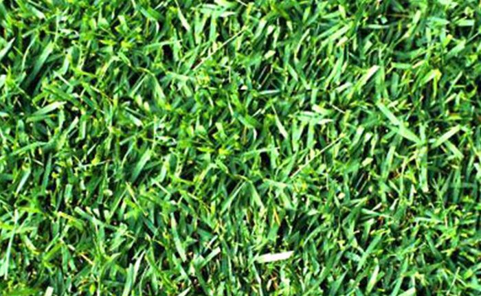 sapphire-st-augustine The Southeast's Leading Sod farm