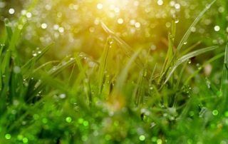 Why is Centipede Grass Ideal for South Carolina's Lawns?