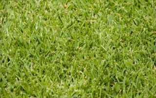 When Is the Best Time of Year to Plant a St. Augustine Lawn in South Carolina?